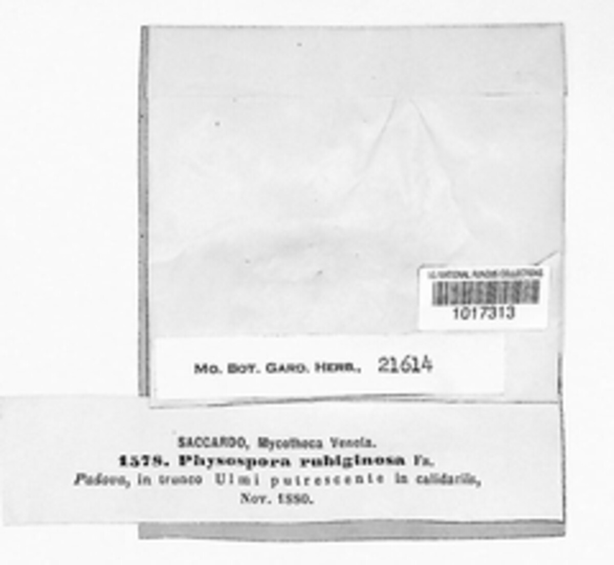 Botryobasidium rubiginosum image